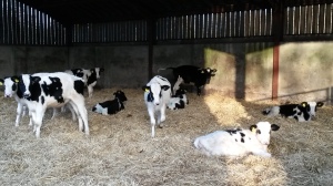 This year's calves....tomorrow's dairy herd