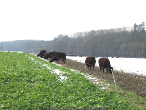 cow winter grazing