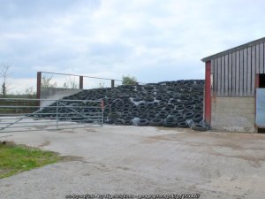 silage clamp at Todber