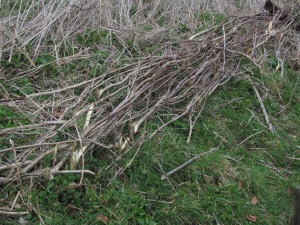 Nether Cerne laid hedge