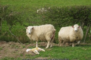 newborn lamb and ewe