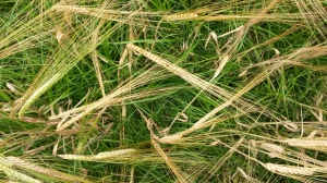 festulolium growing up through spring barley