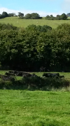 Aberdeen Angus in the water meadow, Lleyn sheep on the hill
